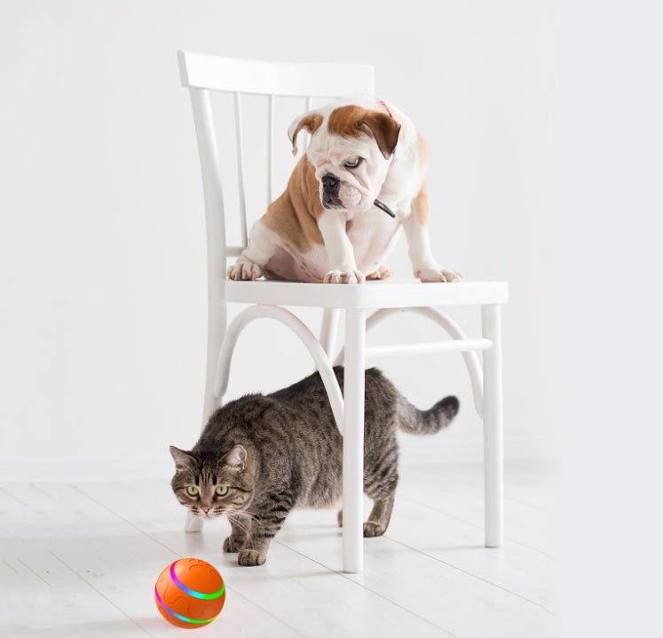 FURGY - Pallina Smart per cani e gatti - Petnity Store