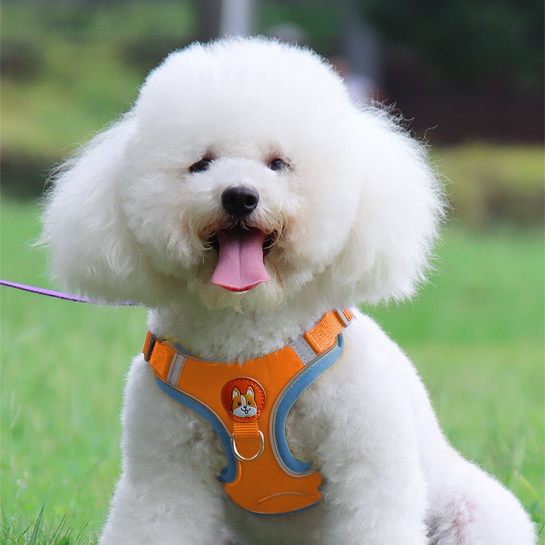 VESTIE - Pettorina regolabile per cani e gatti - Petnity Store