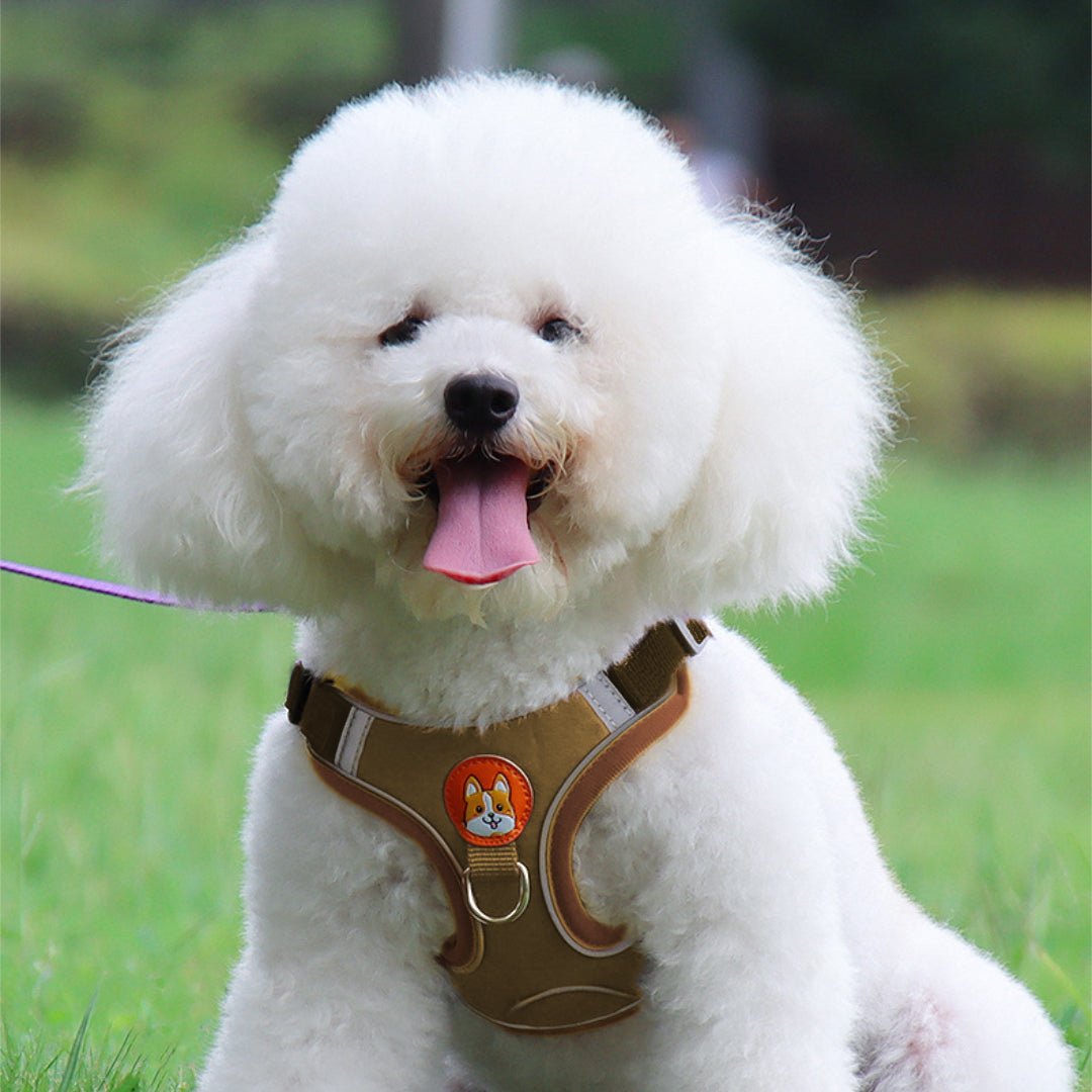 VESTIE - Pettorina regolabile per cani e gatti - Petnity Store