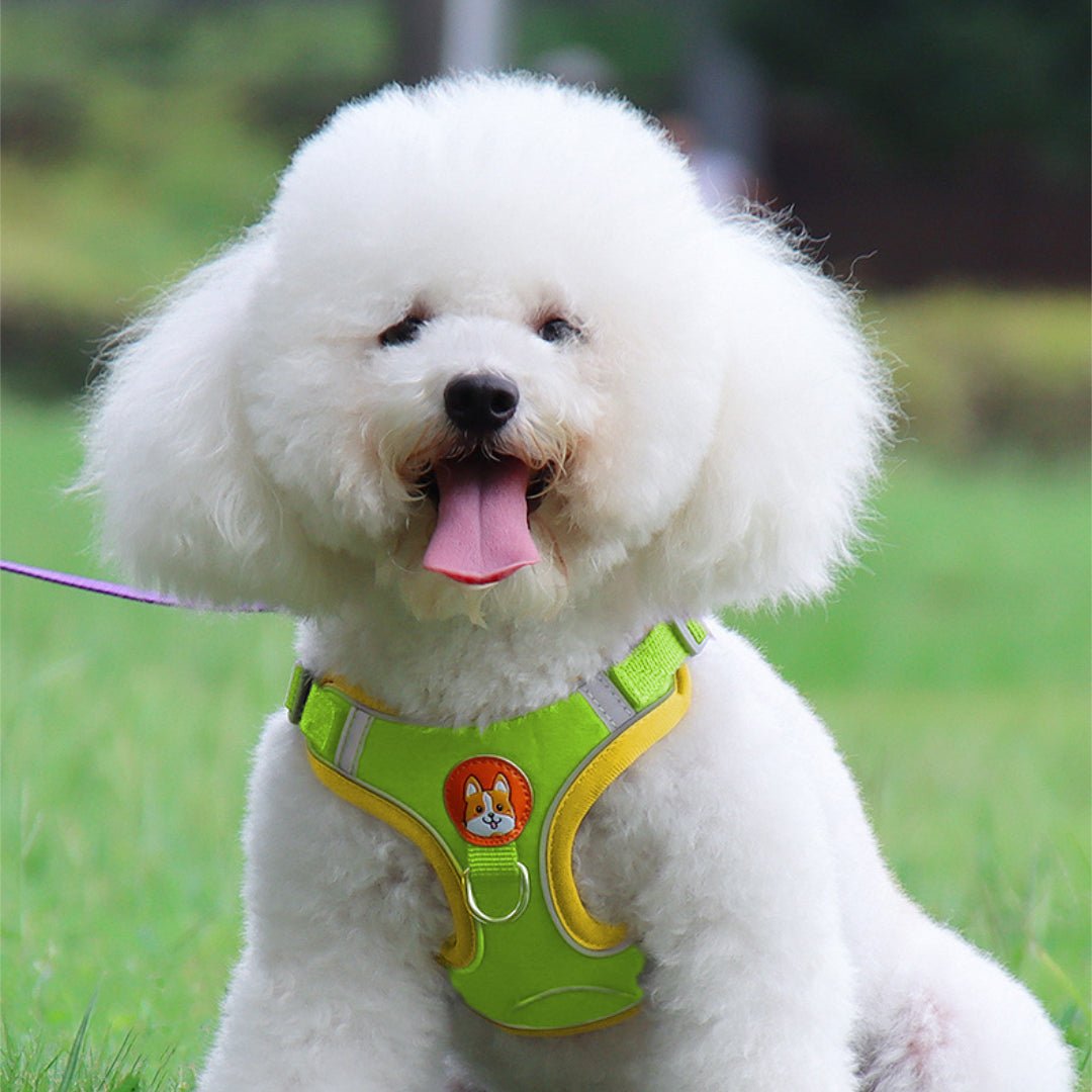 VESTIE - Pettorina regolabile per cani e gatti - Petnity Store