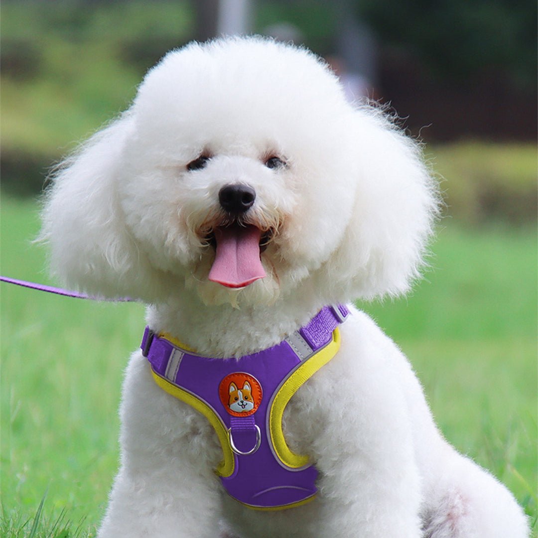 VESTIE - Pettorina regolabile per cani e gatti - Petnity Store